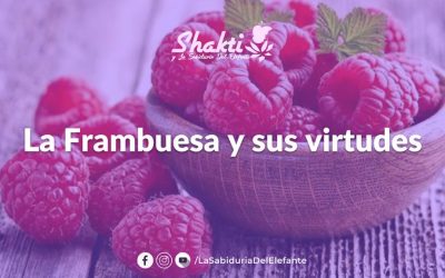 Receta- La Frambuesa y sus virtudes.