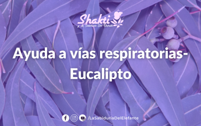 Ayuda a vías respiratorias- Eucalipto
