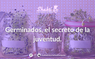 Receta- Germinados, el secreto de la juventud.